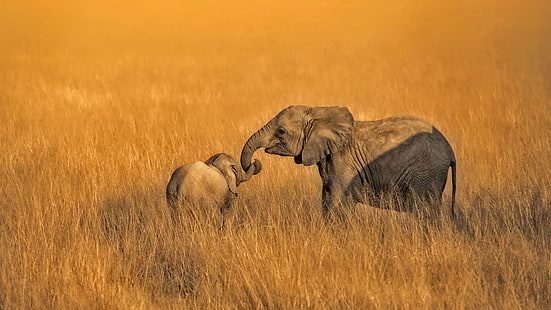Africa, wildlife, nature, animals, elephant, HD wallpaper HD wallpaper