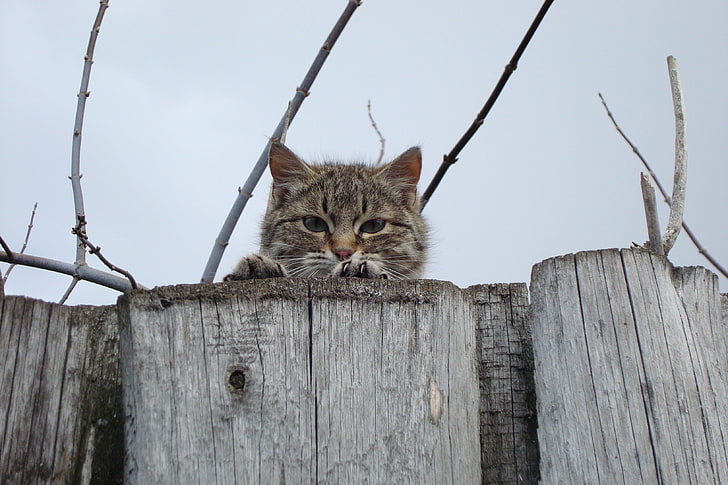 brown tabby cat, cat, muzzle, eyes, fence, peek, HD wallpaper