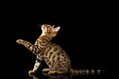 marrom e preto gato de Bengala, fundo preto, pé, gato de Bengala, HD papel de parede HD wallpaper