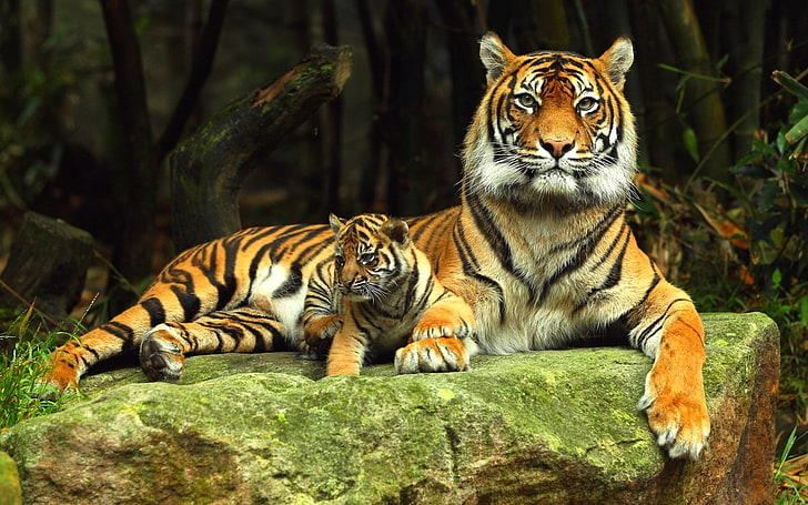 Jungmutter Sibirische Mutter & Jungtier Katzen HD Art, Jungtier, Tiger, Mutter, Sibirier, HD-Hintergrundbild