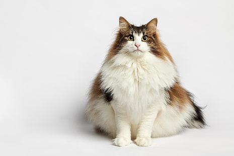кот, портрет, белый фон, пушистый, норвежский лесной кот, HD обои HD wallpaper