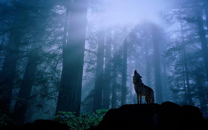 bosque lobo aullando lobos 1680x1050 Naturaleza Bosques HD Art, bosque, lobo aullando, Fondo de pantalla HD
