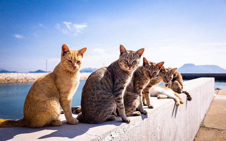 Verão, gatos, sol, verão, gatos, sol, HD papel de parede