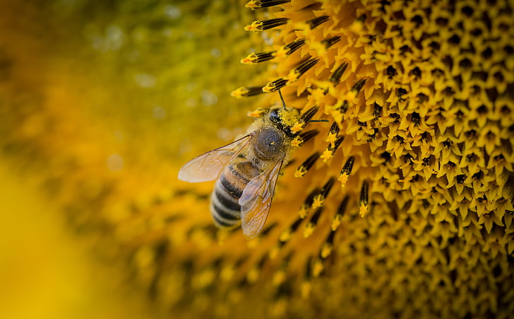 Honigbiene, Biene, Sonnenblume, Bestäubung, HD-Hintergrundbild