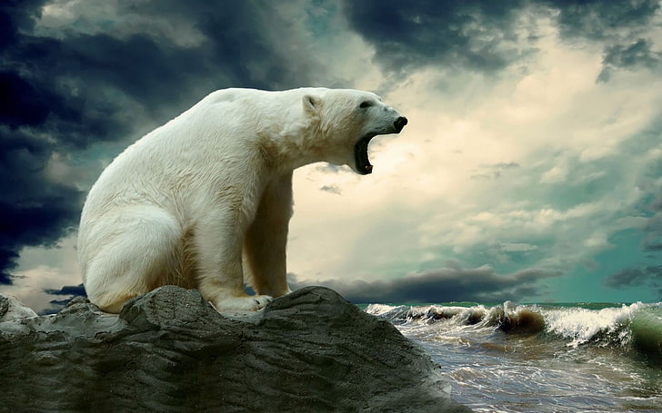 ours polaire, ours polaires, animaux, Fond d'écran HD