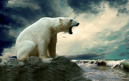 бяла мечка, полярни мечки, животни, HD тапет HD wallpaper