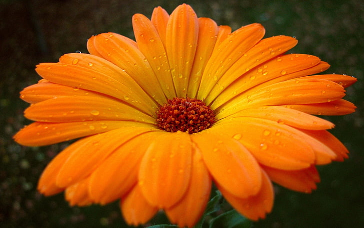 оранжевый цветок календулы, гербера, цветок, капли, пыльца, крупный план, HD обои