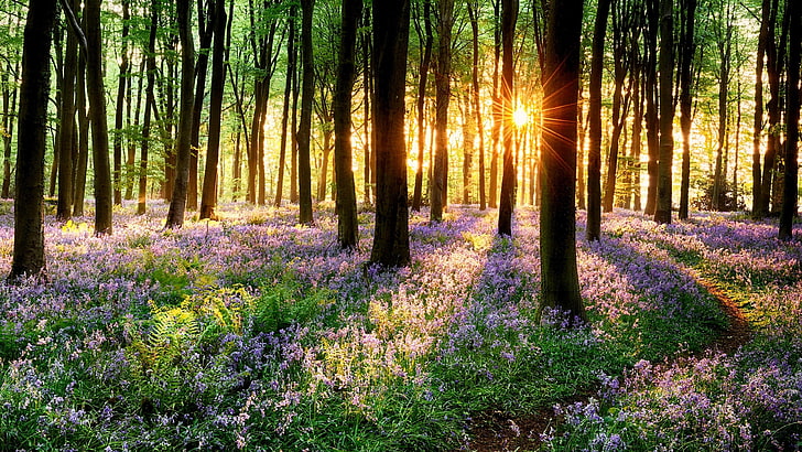 primavera, hierba, puesta de sol, flores, flores, rayos de sol, bosque, árboles, Fondo de pantalla HD