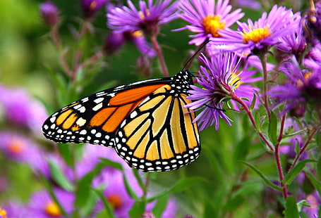 фотография с плитък фокус на жълта, бяла и черна пеперуда върху лилави цветя, плитък фокус, фотография, жълта, бяла, черна пеперуда, лилаво, цветя, пеперуда монарх, природа, насекомо, пеперуда - насекомо, цвете, животно, животинско крило, красота в Природа, многоцветна, лято, HD тапет HD wallpaper