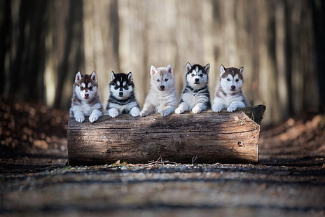 Perros, Malamute de Alaska, Bebé animal, Perro, Cachorro, Fondo de pantalla HD HD wallpaper