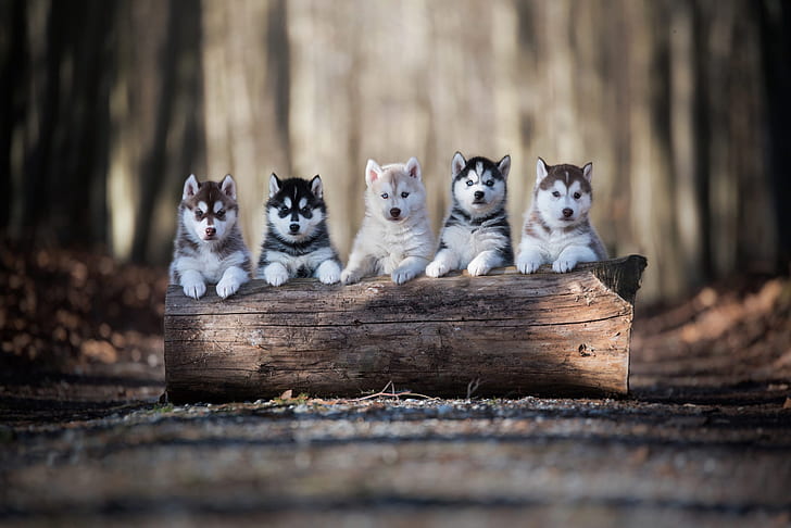road, autumn, forest, dogs, look, light, trees, pose, Park, background, tree, paws, puppies, puppy, log, kids, red, company, grey, friends, cuties, husky, five, stand, bokeh, posing, faces, Siberian husky, on the walk, clever, obedient, kindergarten, five puppies, HD wallpaper