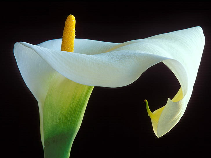 كالا ليلي ، زهرة بيضاء ، زنبق ، كالا، خلفية HD