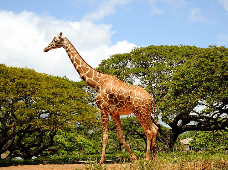 foto di giraffa, giraffa, giraffa, foto, zoo di honolulu, oahu, animale, natura, natura, africa, safari animali, mammifero, animali allo stato brado, savana, collo di animale, Sfondo HD
