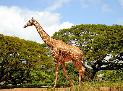Фото Жираф, Жираф, Жираф, фото, зоопарк Гонолулу, Оаху, животное, природа, живая природа, Африка, сафари Животные, млекопитающие, животные в дикой природе, саванна, шея животных, HD обои HD wallpaper