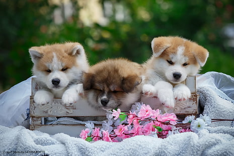 Dogs, Akita, Baby Animal, Dog, Pet, Puppy, HD wallpaper HD wallpaper