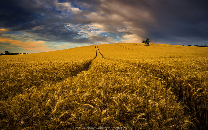 wheat field under cloudy sky, Harvest, wheat field, cloudy, sky, clouds, crops, landscape photography, lone tree, summer  tree, agriculture, rural Scene, nature, field, farm, crop, yellow, landscape, landscaped, summer, wheat, sunset, outdoors, land, cloud - Sky, gold Colored, harvesting, HD wallpaper
