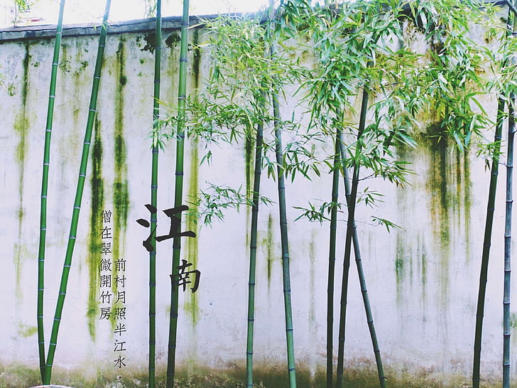 Bamboo garden HD wallpapers free download | Wallpaperbetter