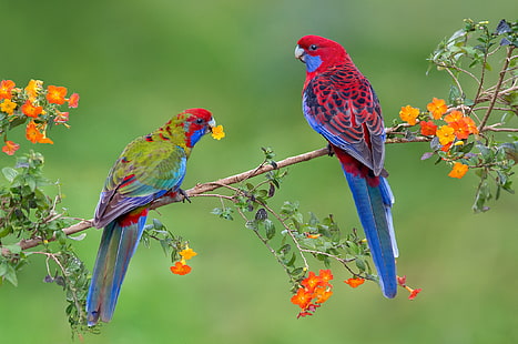 two crimson rosella birds, birds, branch, parrot, pair, HD wallpaper HD wallpaper