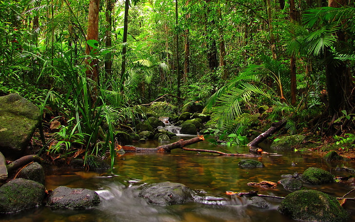 Jungle Rainfores Fern River Stones Fallen Dry Trees Hd Wallpaper For Desktop And Mobile 3840×2400, HD wallpaper