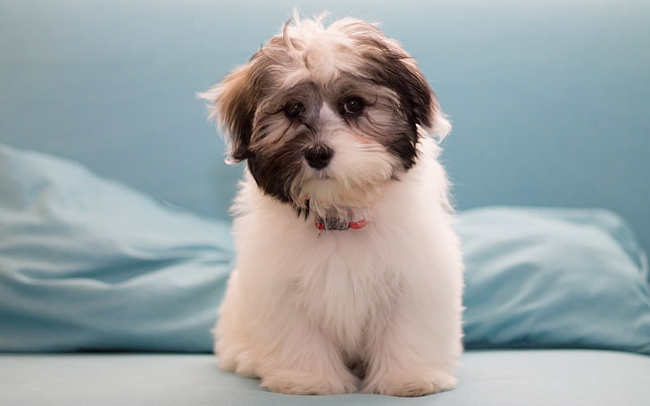 white and black shih tzu puppy, havanese, dog, furry, HD wallpaper