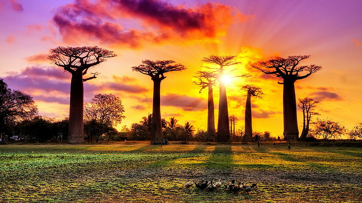 coucher de soleil, arbres, paysage, ciel, allée des baobabs, baobabs, madagascar, Fond d'écran HD