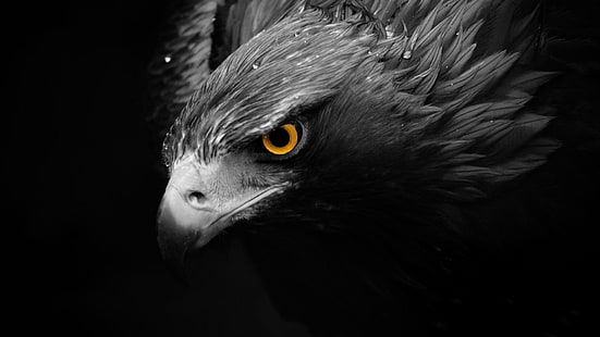 Fondo de pantalla de águila en escala de grises, pájaros, animales, coloración selectiva, halcón (animal), Fondo de pantalla HD HD wallpaper