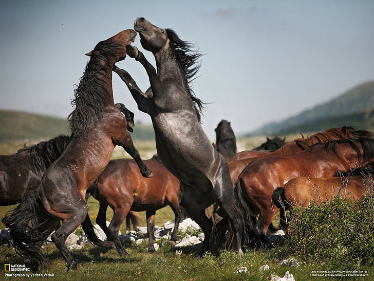 horse, nature, National Geographic, animals, HD wallpaper