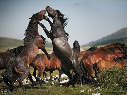 kuda, alam, National Geographic, hewan, Wallpaper HD HD wallpaper