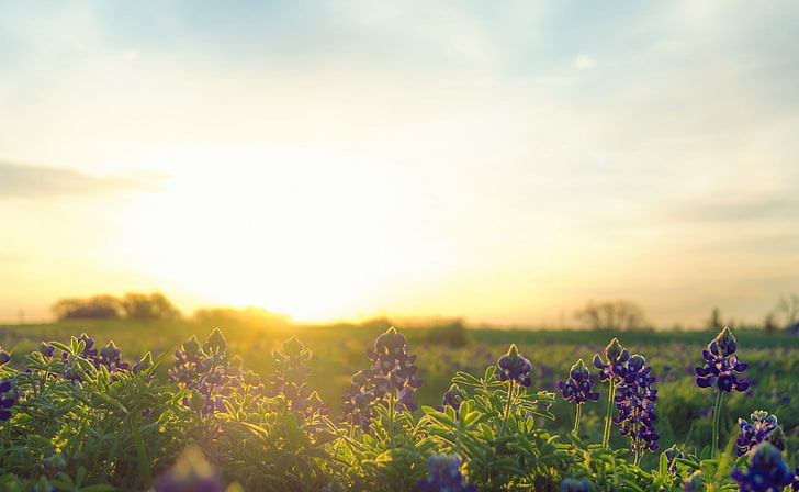 Bluebonnet Sunrise, purple flowers and green leaves, United States, Texas, sky, bluebonnets, flowers, HD wallpaper