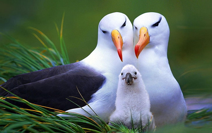 Ptaki, Albatros, Tapety HD