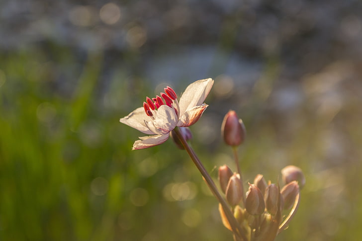 Herbarium, Frühling, Sonnenuntergang, rosa Blüten, HD-Hintergrundbild