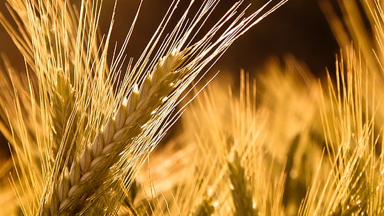 пшеница в близък план, кафява пшеница селективен фокус, пшеница, природа, растения, слънчева светлина, макро, HD тапет HD wallpaper