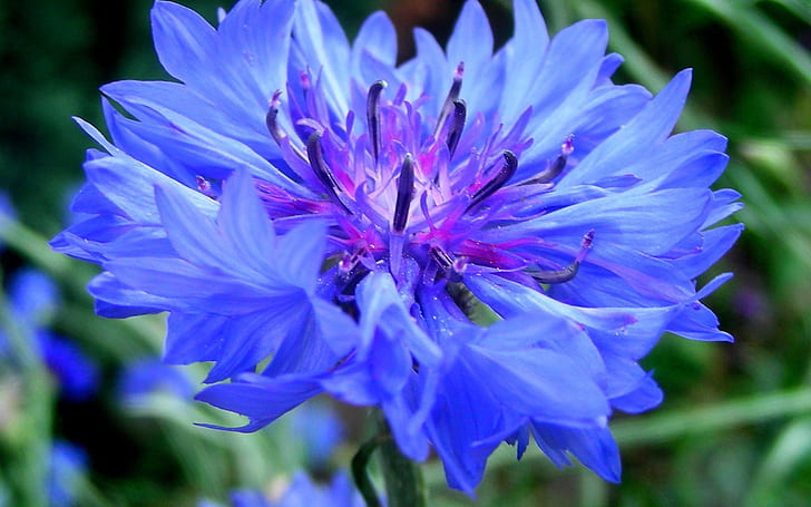 hijau, bunga, biru, bunga jagung, bunga jagung, bluet, centaurea, Wallpaper HD