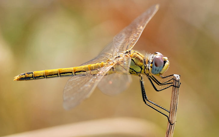 silver-colored chain necklace, dragonflies, insect, HD wallpaper