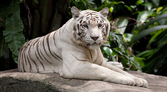 biały tygrys 4k pc hd, Tapety HD HD wallpaper