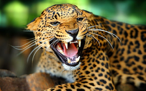 djur, jaguarer, stora katter, HD tapet HD wallpaper