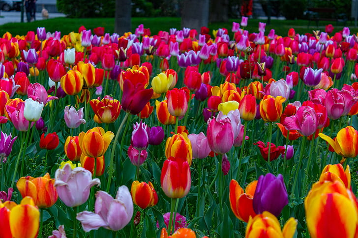 Colorful, Colourfull, flowers, tulips, Vienna, HD wallpaper