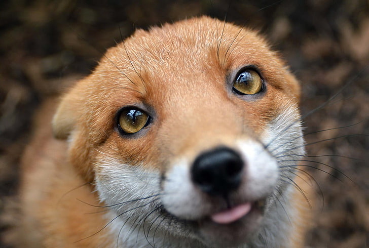brown fox, closeup photo of fox, fox, animals, nature, closeup, HD wallpaper