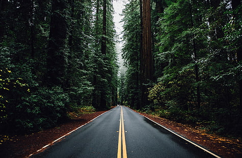 美しい道路、黒い高速道路道路と木々、自然、森林、美しい、緑、木、森林、道路、まっすぐ、 HDデスクトップの壁紙 HD wallpaper