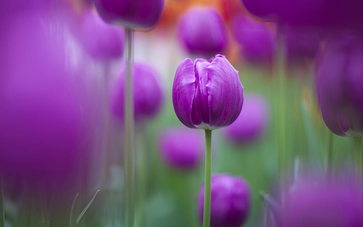 Purple Tulips HD, flowers, purple, tulips, HD wallpaper