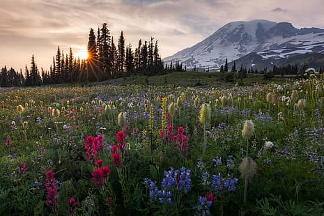 drzewa, zachód słońca, kwiaty, góry, łąka, Waszyngton, Mount Rainier, góry kaskadowe, pasmo kaskadowe, Tapety HD HD wallpaper