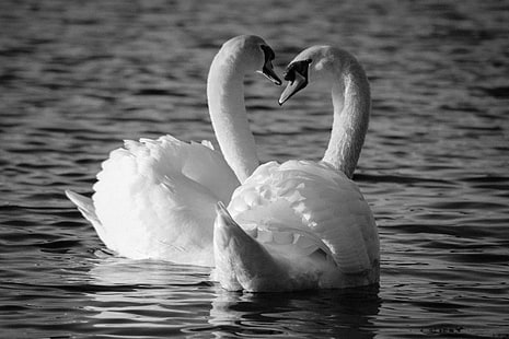 gray scale photography of two swan, mute swans, cardiff bay, mute swans, cardiff bay, Mute Swans, Atlantic Wharf, Cardiff Bay, gray scale, photography, wildlife, nature, birds, water, quarter, uk, britain, black and white, white swans, love  poetry, poetic, heart, valentines, couple, embrace, passion, white birds, cardiff, learn, wales, nature photography, welsh, photographers, bird, swan, lake, animal, beauty In Nature, HD wallpaper HD wallpaper