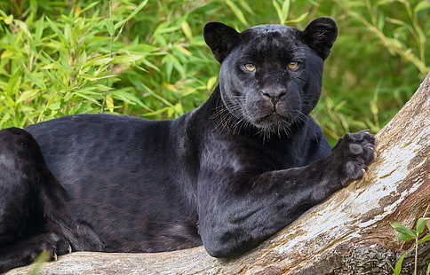 черна пантера, поглед, хищник, Ягуар, дива котка, черна пантера, HD тапет HD wallpaper