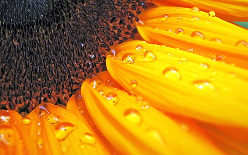 Sonnenblume HD, Blumen, Sonnenblume, HD-Hintergrundbild HD wallpaper