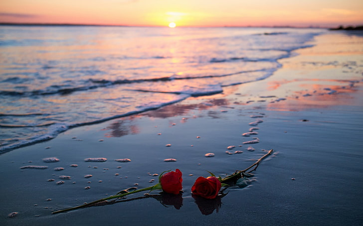 dos rosas rojas, flores, rosas, luz solar, playa, Fondo de pantalla HD