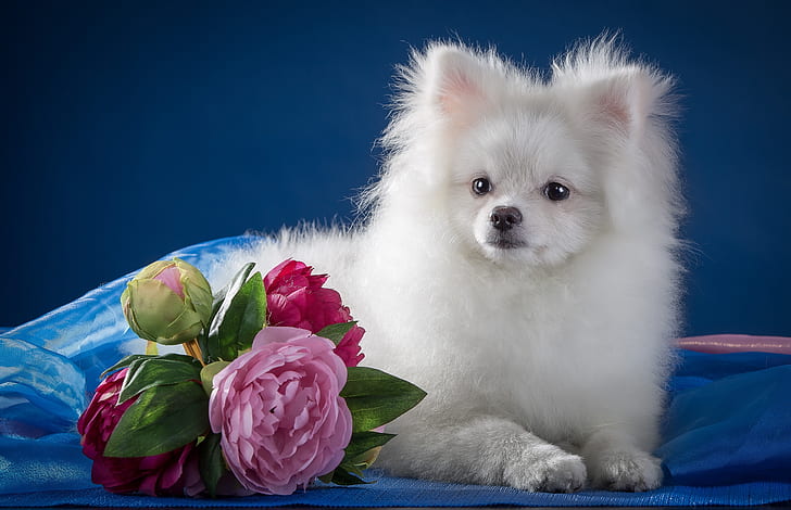 สุนัข, Spitz, สุนัข, ดอกไม้, ตะกร้อ, วอลล์เปเปอร์ HD