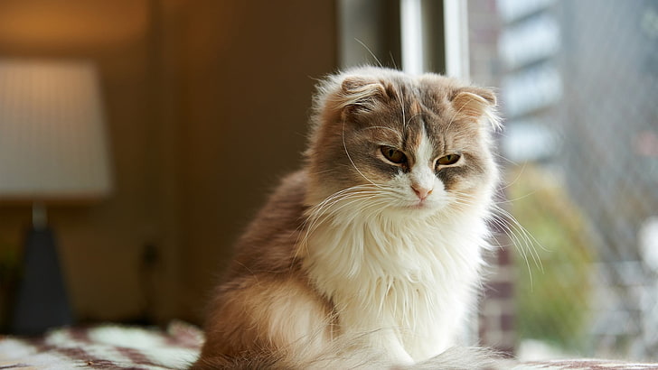 แมวสีขาวและสีน้ำตาลเคลือบสั้นสัตว์แมว, วอลล์เปเปอร์ HD