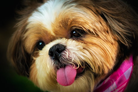 abbronzatura e bianco shih tzu cucciolo, animali, viso, ciascuno, cane, Sfondo HD HD wallpaper