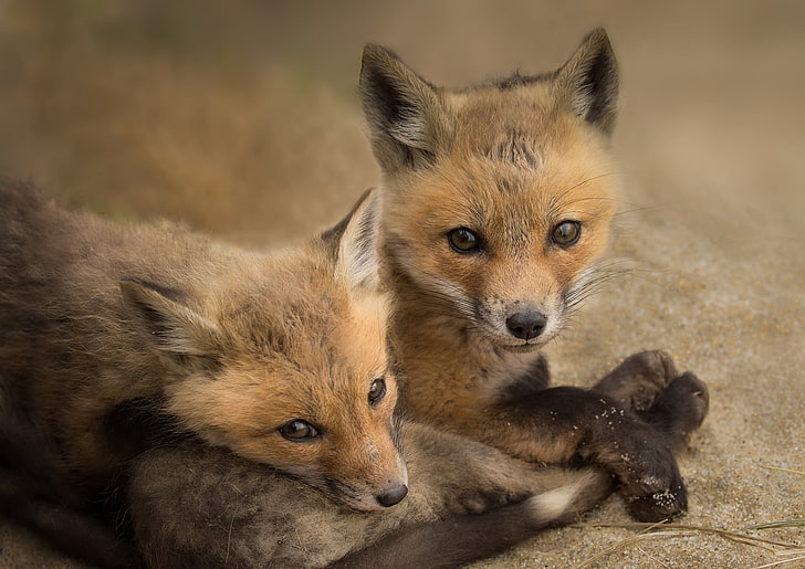 dois filhotes de raposa marrom, raposa, animais, HD papel de parede