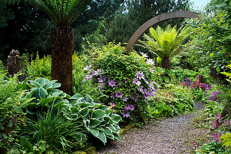 пурпурные цветы с лепестками, зелень, деревья, цветы, парк, сад, Великобритания, дорожка, кусты, сады Маунт Плезант, HD обои HD wallpaper